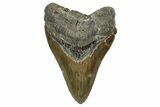 Serrated, Fossil Megalodon Tooth - North Carolina #344048-1